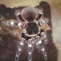 A. Geniculata?