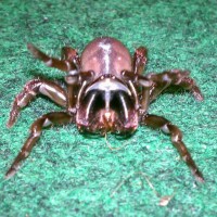 Trapdoor Spider