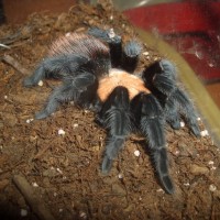 0.1.0 Brachypelma Albiceps