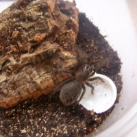 B.albopilosum Sling