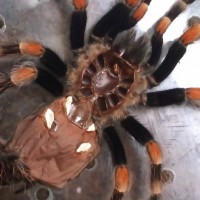 B. Smithi... Female?