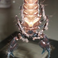 Emperor Scorpion (vietnamese)