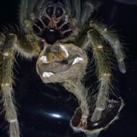 C. Darlingi Female?