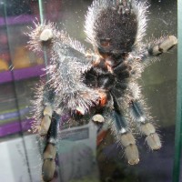 Another Avicularia Metallica M Or F Pose.