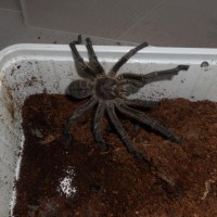 Haplopelma Sp.