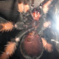 Brachypelma Emilia M/f?