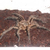 Unknown Haplopelma Male