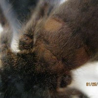 Ceratogyrus Marshalli Male Or Female?