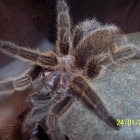 Spider Pic 004