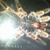 Grammostola Rosea M/f?