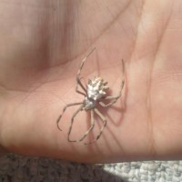 Orb Weaver?