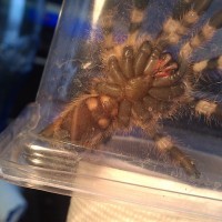 Poecilotheria Formosa Male Or Female ?