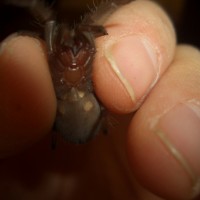 Brachypelma Auratum Female Or Male ? Help Me Please