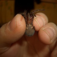 Brachypelma Auratum Female Or Male ? Help Me Please