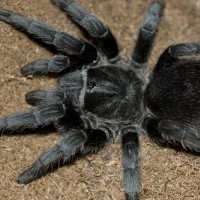 Grammostola Pulchra