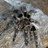 Grammostola Pulchripes