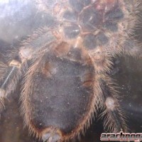 Grammostola Pulchripes