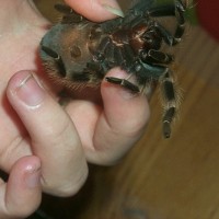 B Smithi