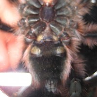 A.versicolor "a"