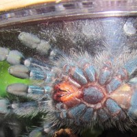 Avicularia Versicolor Male Or Female?