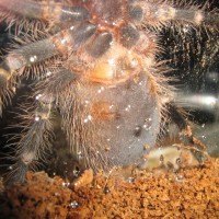 Grammostola Pulchripes "iggy"