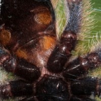 Avicularia Diversipes