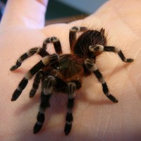 Acanthoscurria Geniculata?