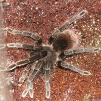 Penultimate Male Pamphobeteus Nigricolor