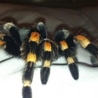 Brachypelma smithi