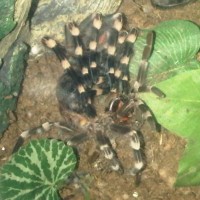 Acanthoscurria Molt