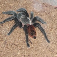 Mexican Red Rump (brachypelma Vagans)