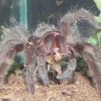 Brazilian Black Spiderling (grammostola Pulchra)