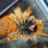 Obt