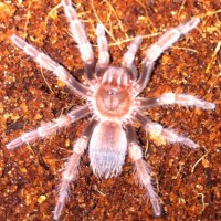 Bsmithi