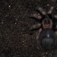 Brachypelma Smithi