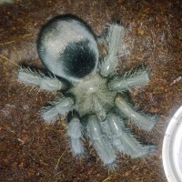 G. Pulchra