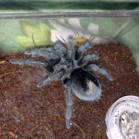 G. Pulchra