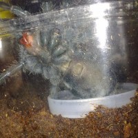 G. Pulchra