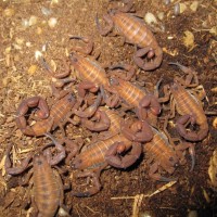 Babycurus Jacksoni Adults