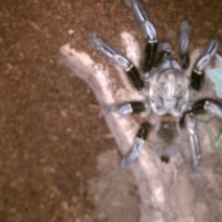 E.Murinus