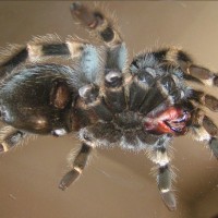 B Smithi M Or F?