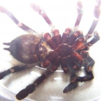 Avicularia Avicularia