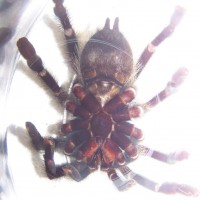 Avicularia Avicularia