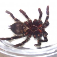 Avicularia Avicularia