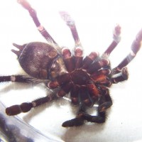 Avicularia Avicularia