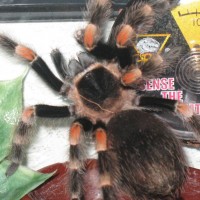 B. Auratum Or Smithi?