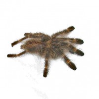 P Subfusca Sling