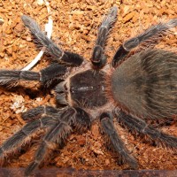 Lasiodora Parahybana L10