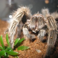 Grammostola Rosea