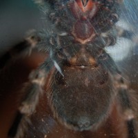 B Smithi 4inch